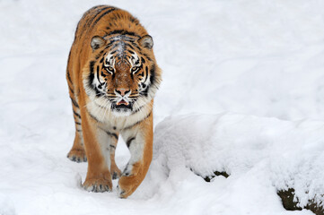Naklejka premium Tiger in snow