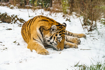 Fototapeta na wymiar Tiger lying in the snow. Beautiful wild siberian tiger on snow