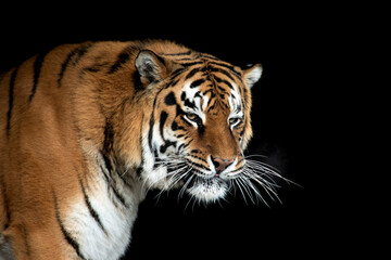 Fototapeta na wymiar Tiger portrait on black background