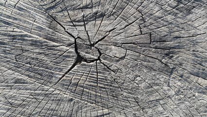 A close-up of a saw cut of a large stump