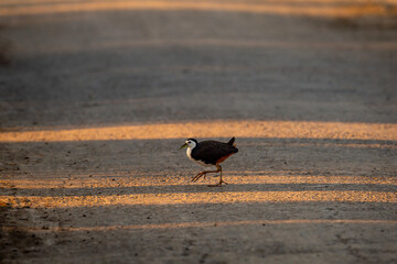 White breasted waterhen or Amaurornis phoenicurus on move crossing forest track at keoladeo national park or bharatpur bird sanctuary rajasthan india asia