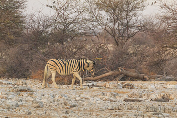 Naklejka na ściany i meble Zebras in natural habitat in Etosha National Park in Namibia.