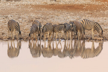Fototapeta na wymiar Zebras in natural habitat in Etosha National Park in Namibia.