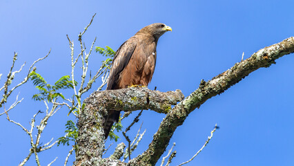 Bird Yellow-Billed Kite Eagle Perching Tree Branch Blue Sky
