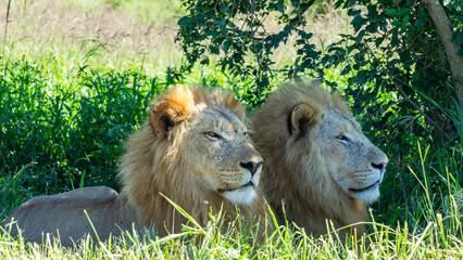Lions Males Wildlife Close Up Telephoto Lens Photograph Wilderness Park Reserve .