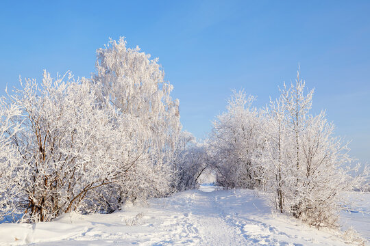 Beautiful winter landscape. Snow-covered trees and bushes, a path, snowdrifts. 