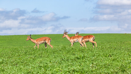 Wildlife Nyala Antelope buck animals on summer grass hill plateau resting wilderness reserve.