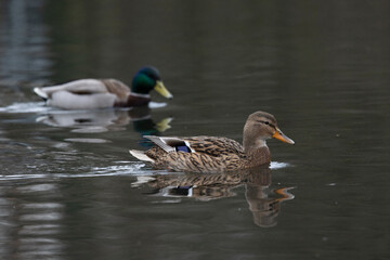 Fototapeta premium Stockente (Anas platyrhynchos)