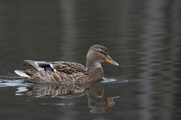 Stockente (Anas platyrhynchos)