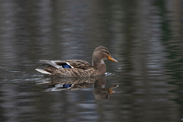 Stockente (Anas platyrhynchos)