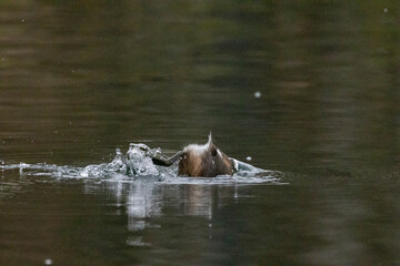 Fototapeta premium Zwergtaucher&nbsp;(Tachybaptus ruficollis)