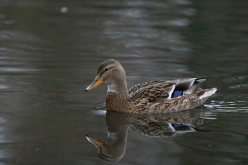 Stockente (Anas platyrhynchos)