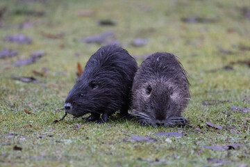 Nutria (Myocastor coypus)