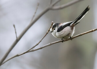 Schwanzmeise (Aegithalos caudatus)