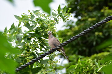 Spotted Dhupi Bird sitting on a wire