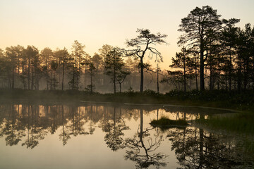 sunrise dawn on the swamp. Reflections of trees in lakes. Sunset, warm light and fog. Viru swamps Estonia - 563568938