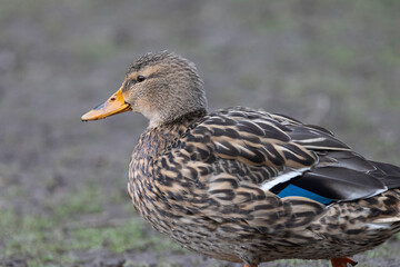 Stockente (Anas platyrhynchos)