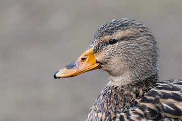 Stockente (Anas platyrhynchos)