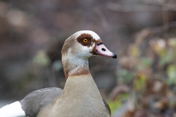 Nilgans (Alopochen aegyptiaca)