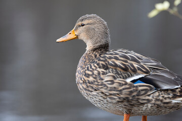 Stockente (Anas platyrhynchos)
