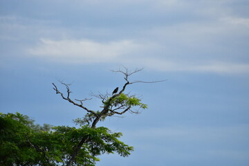 Birds seated on tree .