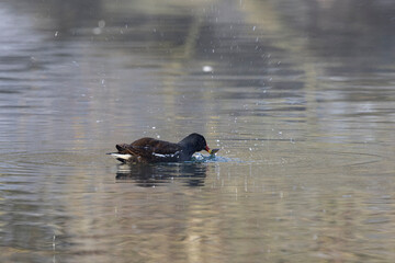 Teichhuhn (Gallinula chloropus) frißt Stichling