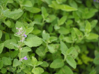 ハーブ　キャットミント