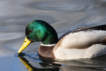 Stockente (Anas platyrhynchos)