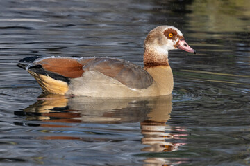 Nilgans (Alopochen aegyptiaca)
