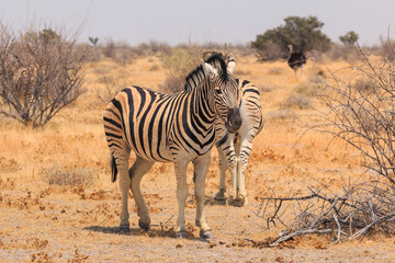 Obraz premium Zebras in natural habitat in Etosha National Park in Namibia.