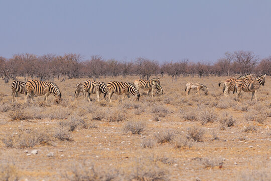 Zebras in natural habitat in Etosha National Park in Namibia.