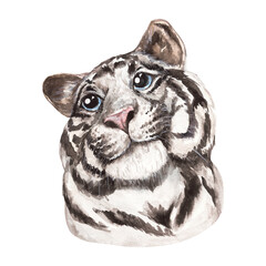 
watercolor illustration wild cats white tiger