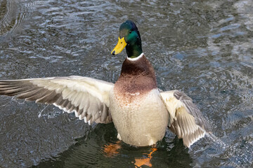 Stockente (Anas platyrhynchos)