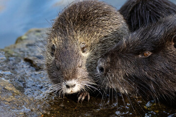 Nutria (Myocastor coypus)