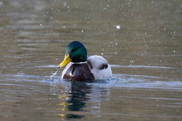 Stockente (Anas platyrhynchos)