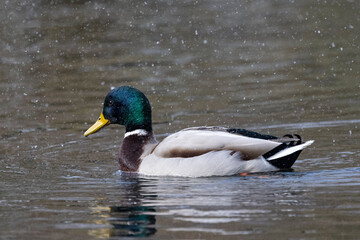 Stockente (Anas platyrhynchos)