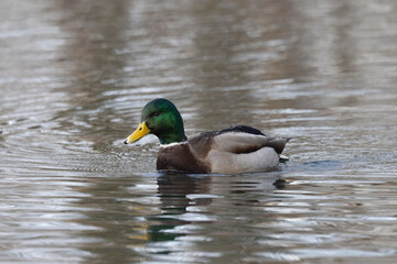 Stockente (Anas platyrhynchos)