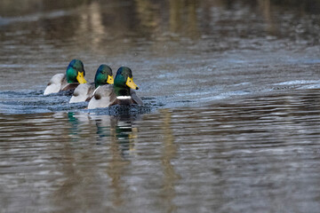 Stockente (Anas platyrhynchos)