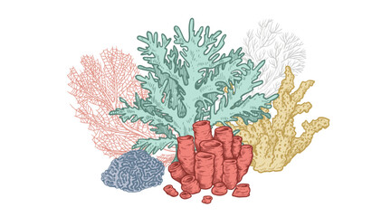 Hand drawn sketch style corals and seaweed. Underwater Botanical Illustration. Collection of sea plants. Colorful marine plants vector illustration.