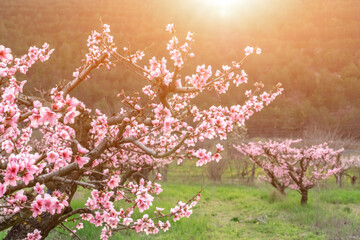 Garden peach flowers. Peach tree with pink flowers on a spring day. The concept of gardening, agriculture.