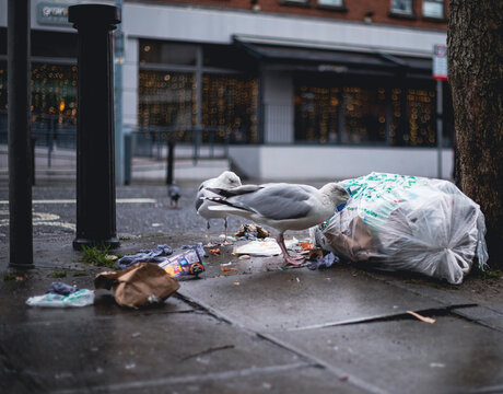 Seagulls on the street rummaging through a garbage bag looking for food