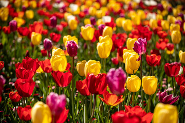 Colourful Tulips in the tulip field