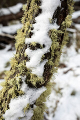 Snow on lichen 