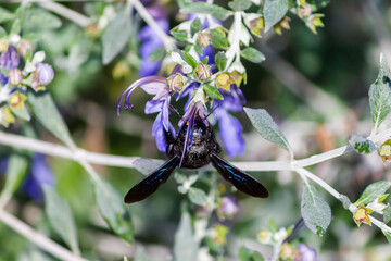 close up of a bee on a flower