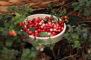 Bowl of delicious ripe red lingonberries outdoors