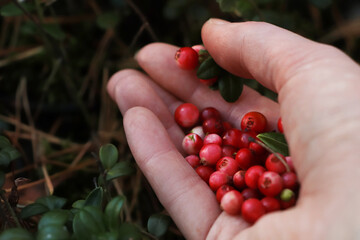 Woman picking ripe red lingonberries outdoors, closeup