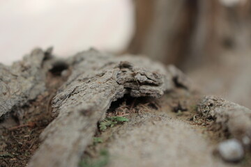 close up of a tree branch 