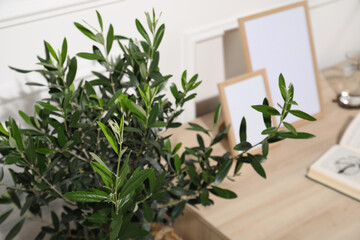 Naklejka premium Beautiful young olive tree near table indoors, closeup. Interior element