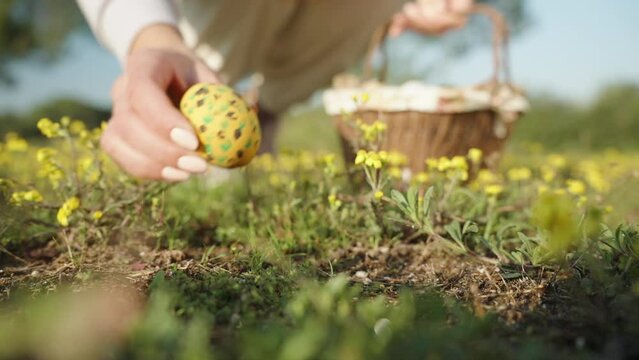 A painted Yellow Easter egg lies on the field surrounded by yellow flowers, the girl finds it and puts it in the basket Slow motion close-up