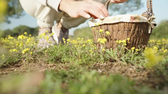 A girl in white with a basket is looking for Easter eggs in a field of yellow flowers and collects them. close-up, slow motion